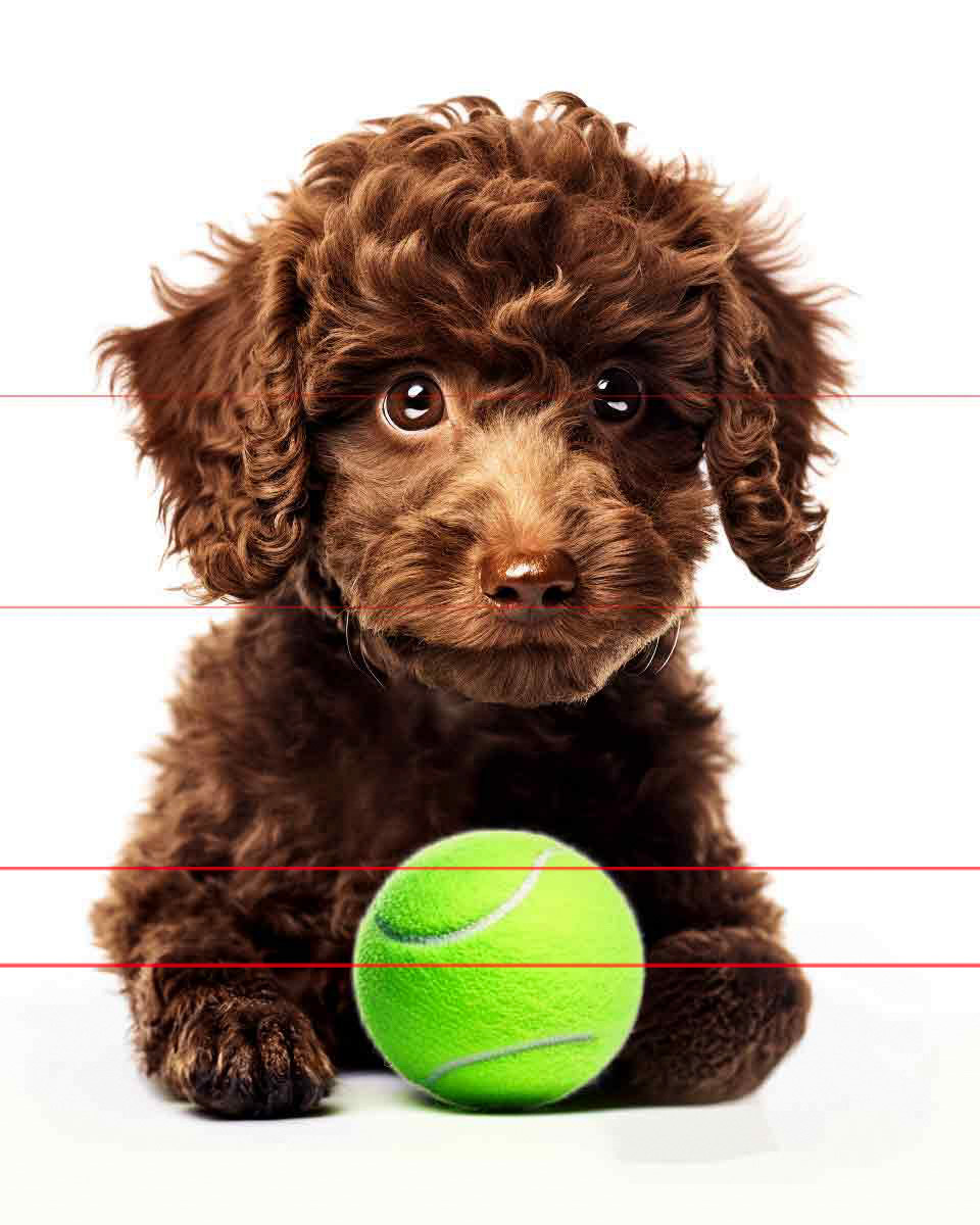 Standard Poodle Puppy with Bright Green Tennis Ball